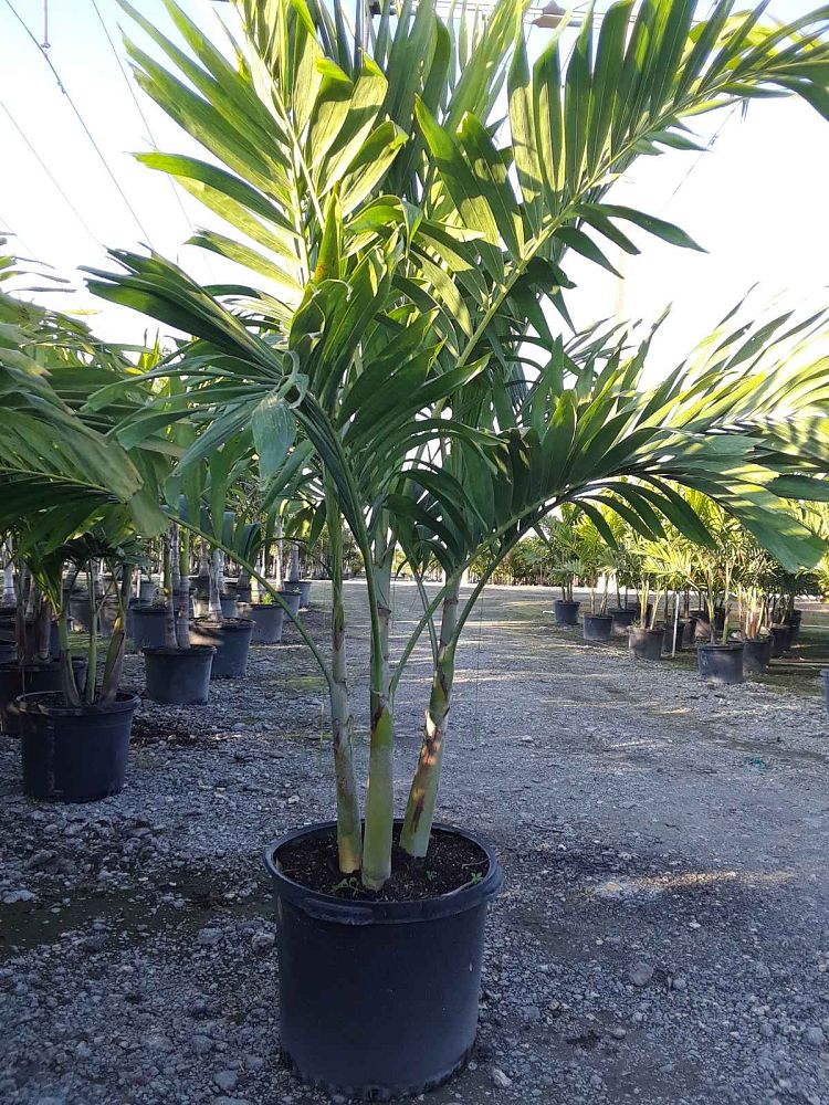 veitchia-merrillii-christmas-palm-adonidia-merrillii