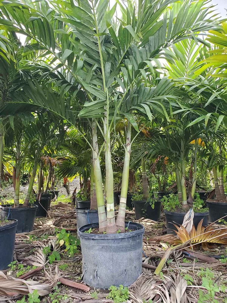 veitchia-merrillii-christmas-palm-adonidia-merrillii