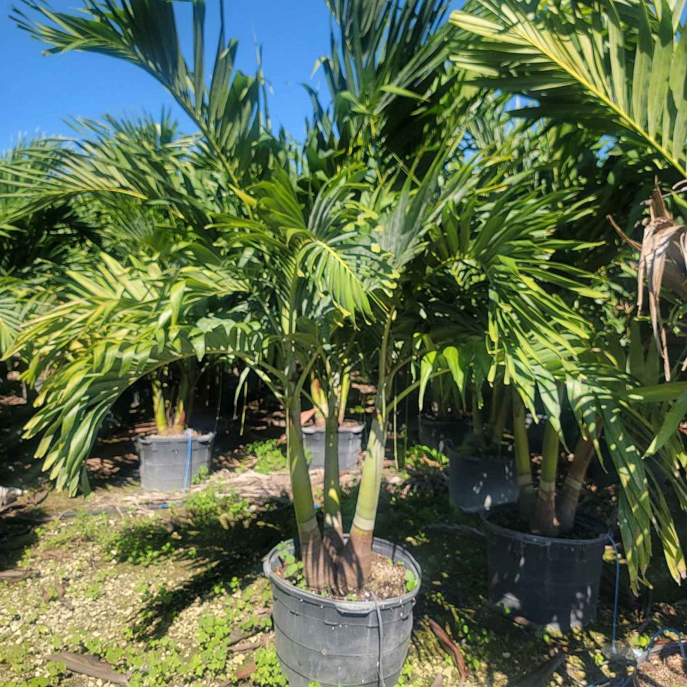 veitchia-merrillii-christmas-palm-adonidia-merrillii