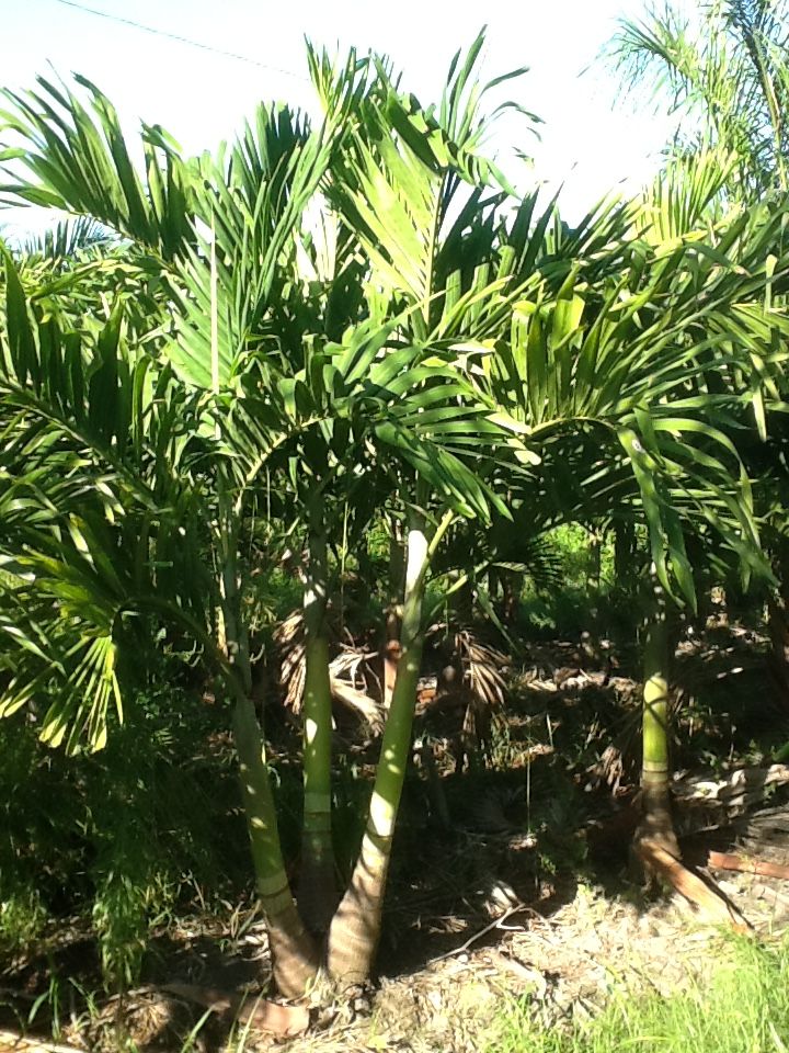 veitchia-merrillii-christmas-palm-adonidia-merrillii