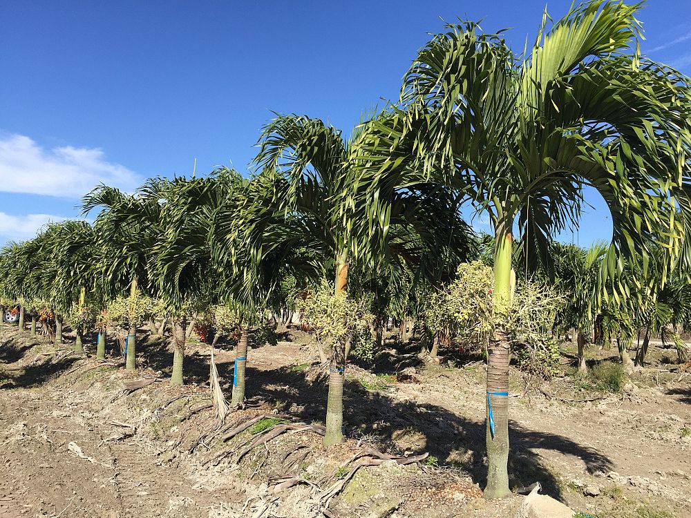 veitchia-merrillii-christmas-palm-adonidia-merrillii