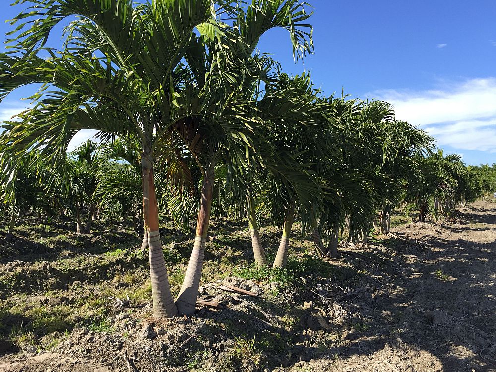 veitchia-merrillii-christmas-palm-adonidia-merrillii