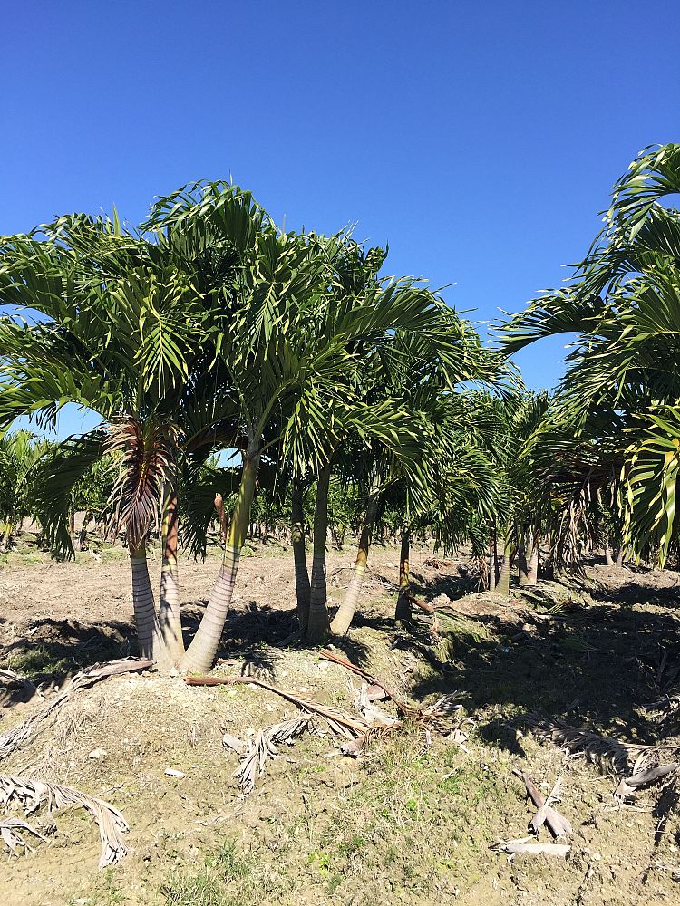 veitchia-merrillii-christmas-palm-adonidia-merrillii