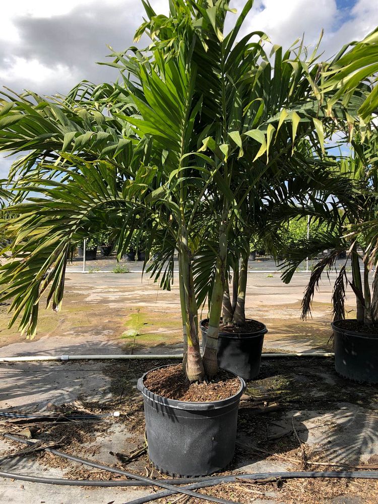 veitchia-merrillii-christmas-palm-adonidia-merrillii