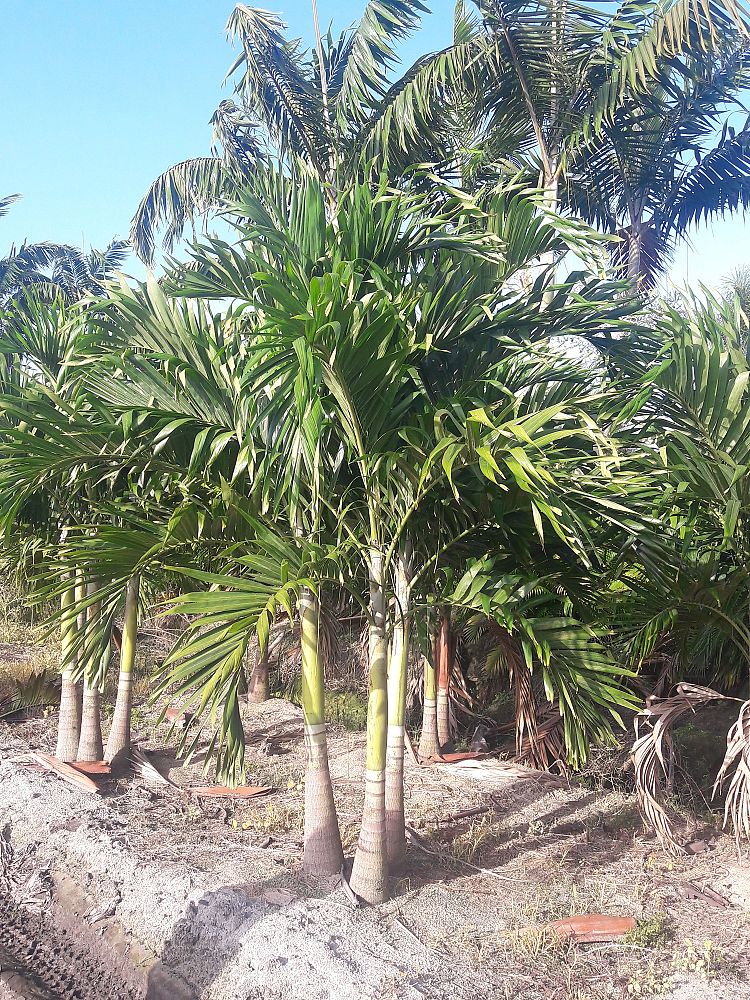 veitchia-merrillii-christmas-palm-adonidia-merrillii