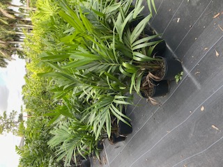 veitchia-merrillii-christmas-palm-adonidia-merrillii