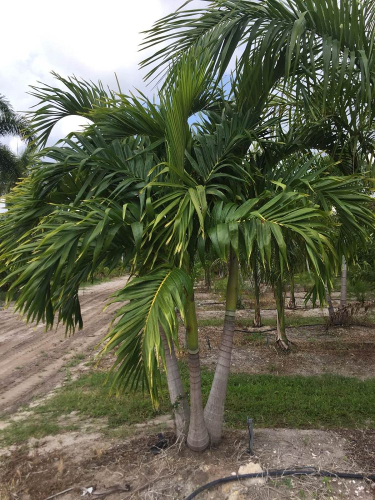 veitchia-merrillii-christmas-palm-adonidia-merrillii