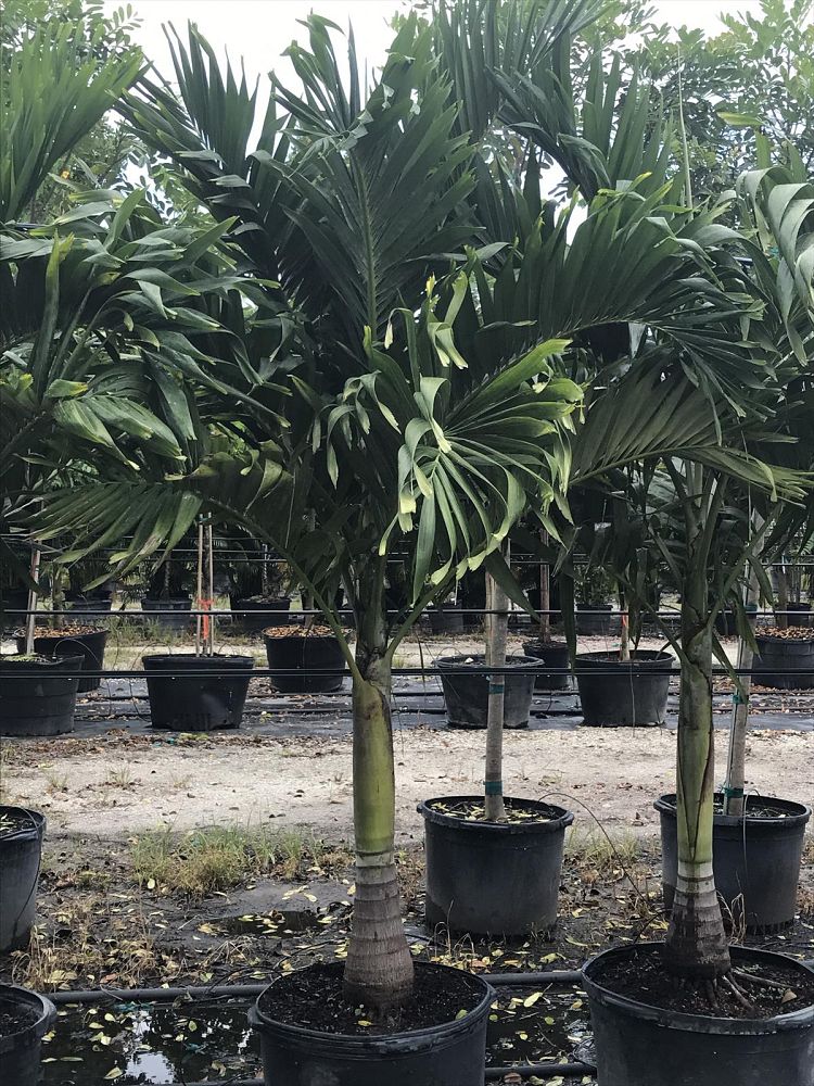 veitchia-merrillii-christmas-palm-adonidia-merrillii