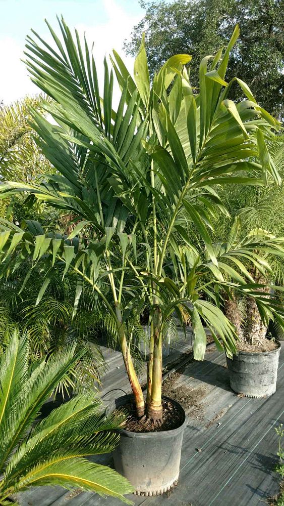 veitchia-merrillii-christmas-palm-adonidia-merrillii