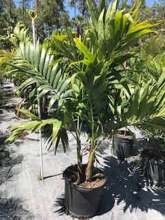 veitchia-merrillii-christmas-palm-adonidia-merrillii