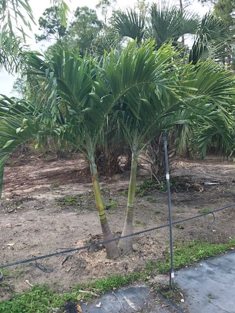 veitchia-merrillii-christmas-palm-adonidia-merrillii