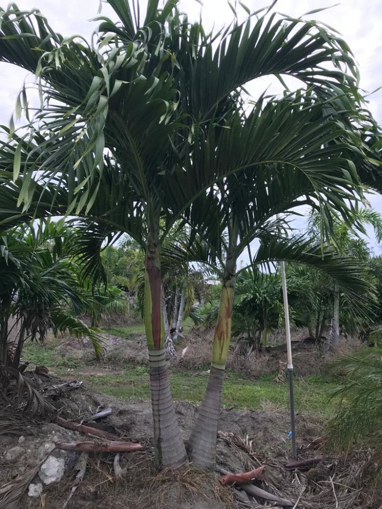 veitchia-merrillii-christmas-palm-adonidia-merrillii