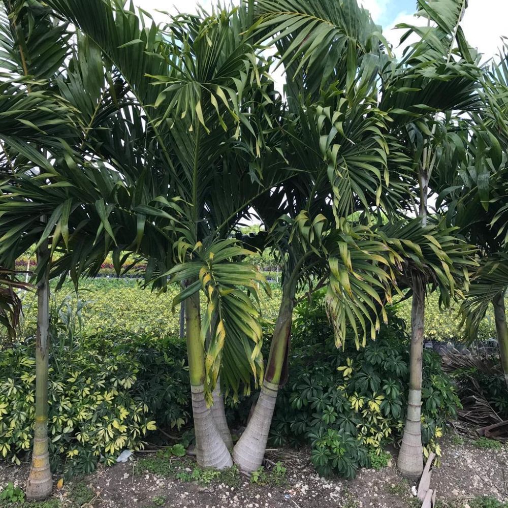 veitchia-merrillii-christmas-palm-adonidia-merrillii