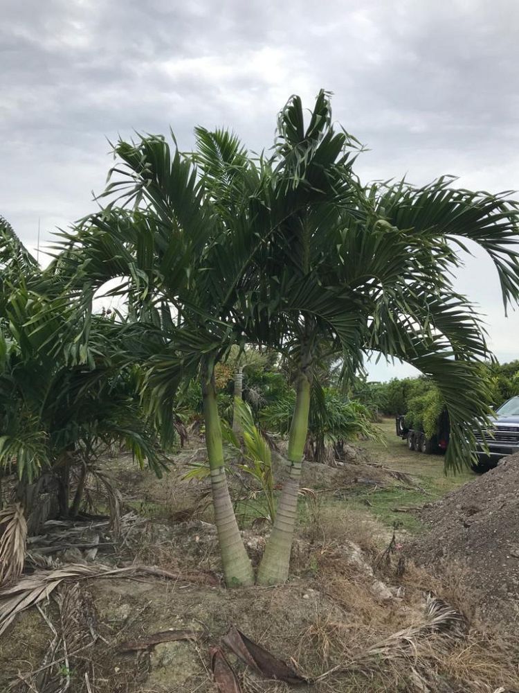 veitchia-merrillii-christmas-palm-adonidia-merrillii