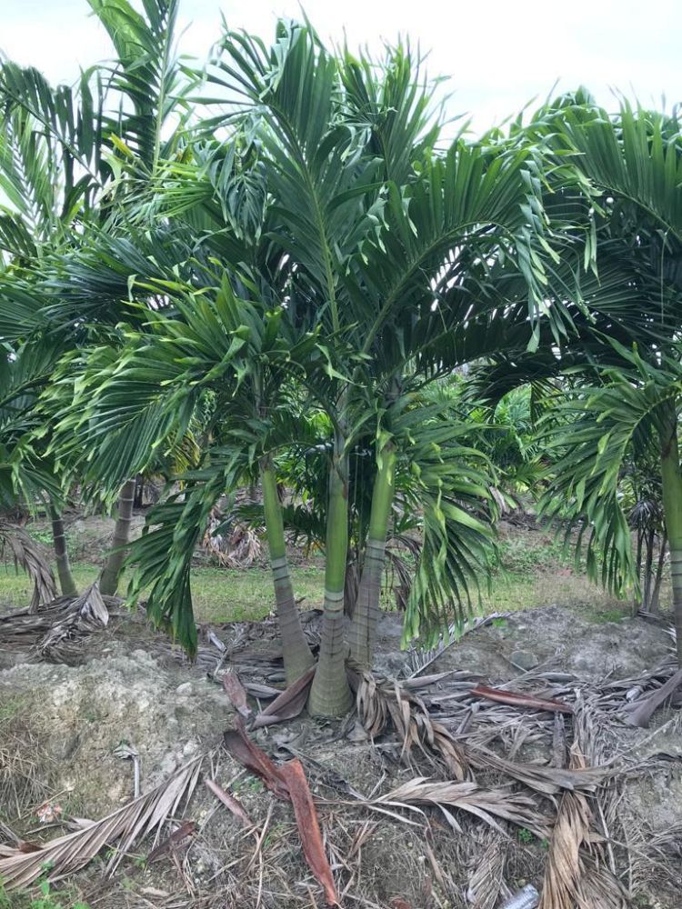 veitchia-merrillii-christmas-palm-adonidia-merrillii