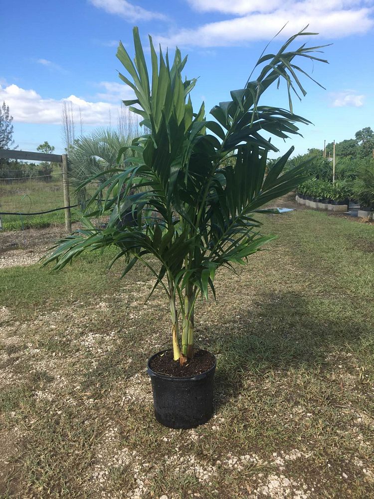 veitchia-merrillii-christmas-palm-adonidia-merrillii
