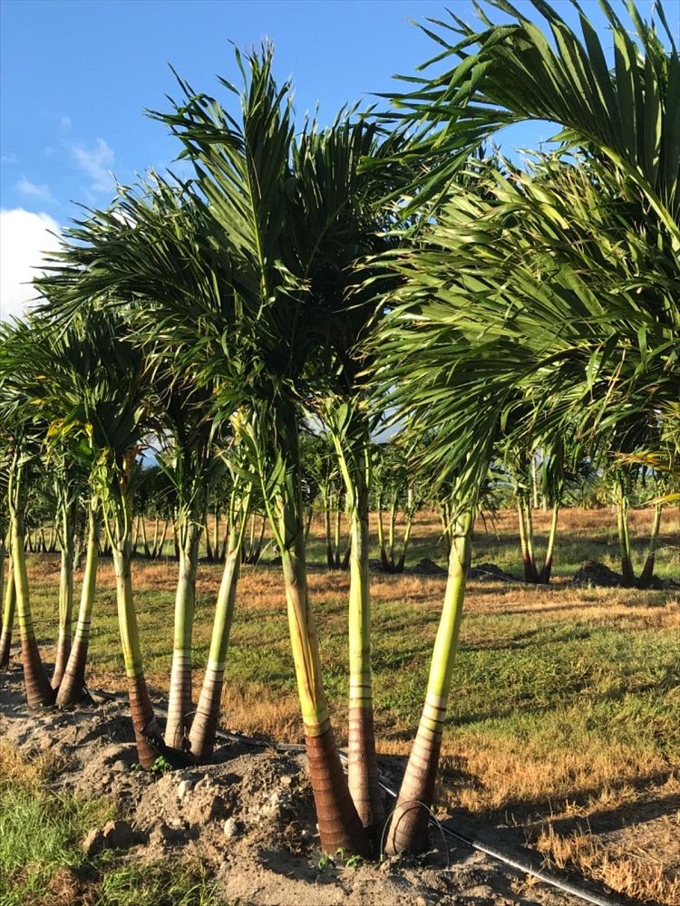 veitchia-merrillii-christmas-palm-adonidia-merrillii