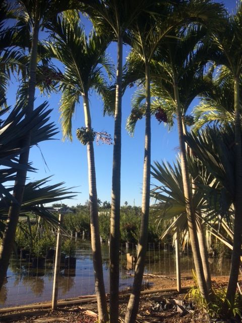 veitchia-merrillii-christmas-palm-adonidia-merrillii