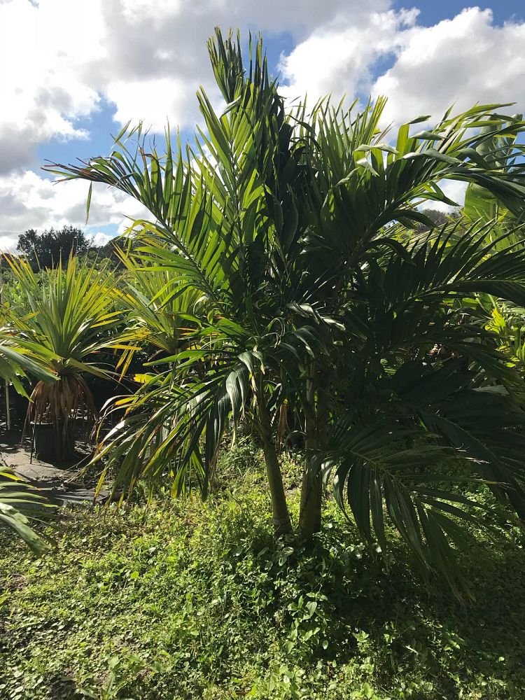 veitchia-merrillii-christmas-palm-adonidia-merrillii