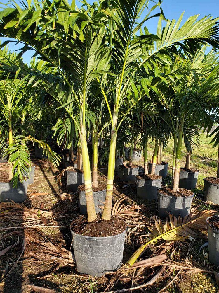 veitchia-merrillii-christmas-palm-adonidia-merrillii
