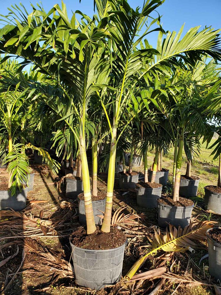 veitchia-merrillii-christmas-palm-adonidia-merrillii