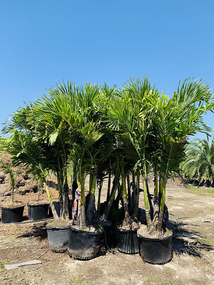 veitchia-merrillii-christmas-palm-adonidia-merrillii