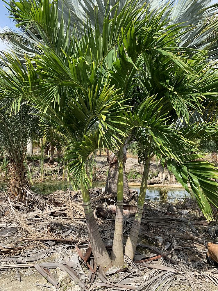 veitchia-merrillii-christmas-palm-adonidia-merrillii