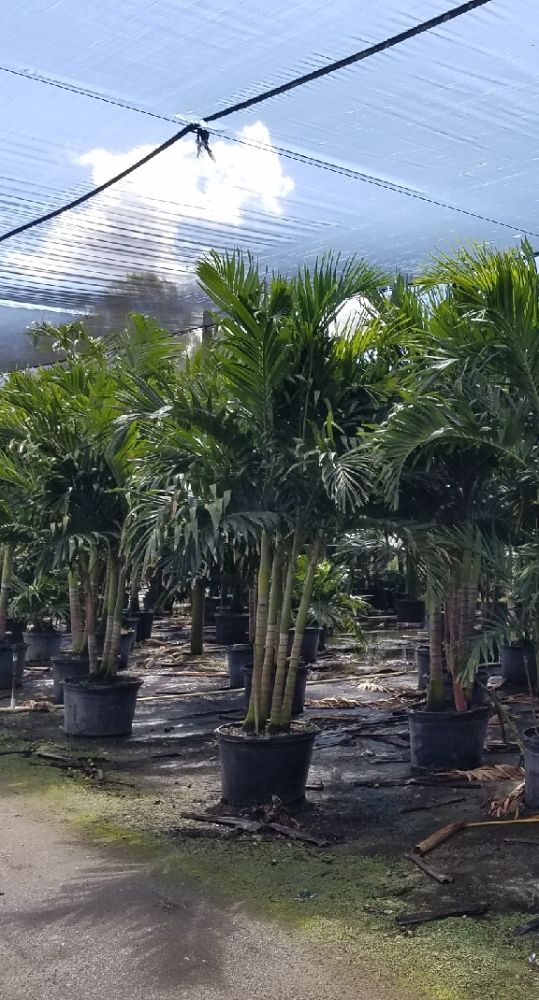 veitchia-merrillii-christmas-palm-adonidia-merrillii