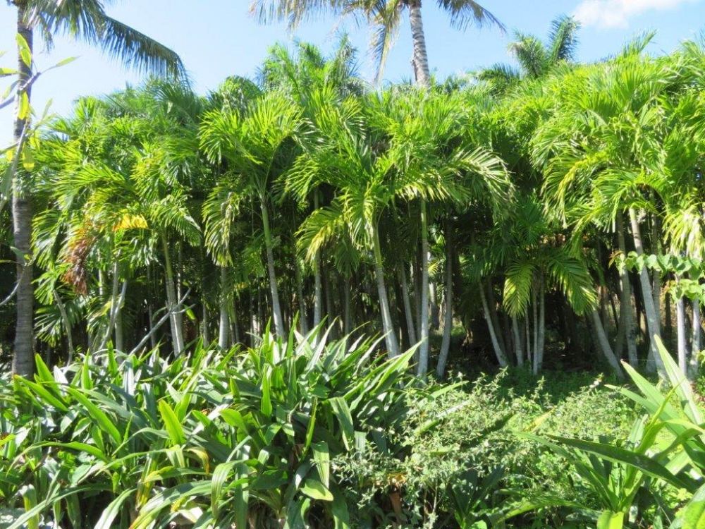 veitchia-merrillii-christmas-palm-adonidia-merrillii