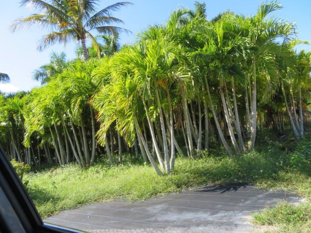 veitchia-merrillii-christmas-palm-adonidia-merrillii