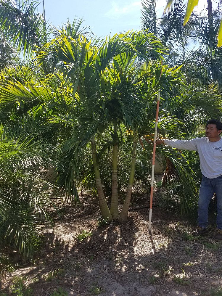 veitchia-merrillii-christmas-palm-adonidia-merrillii