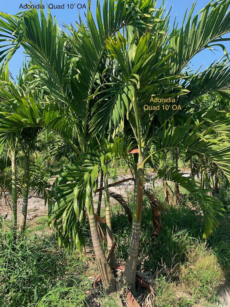 veitchia-merrillii-christmas-palm-adonidia-merrillii