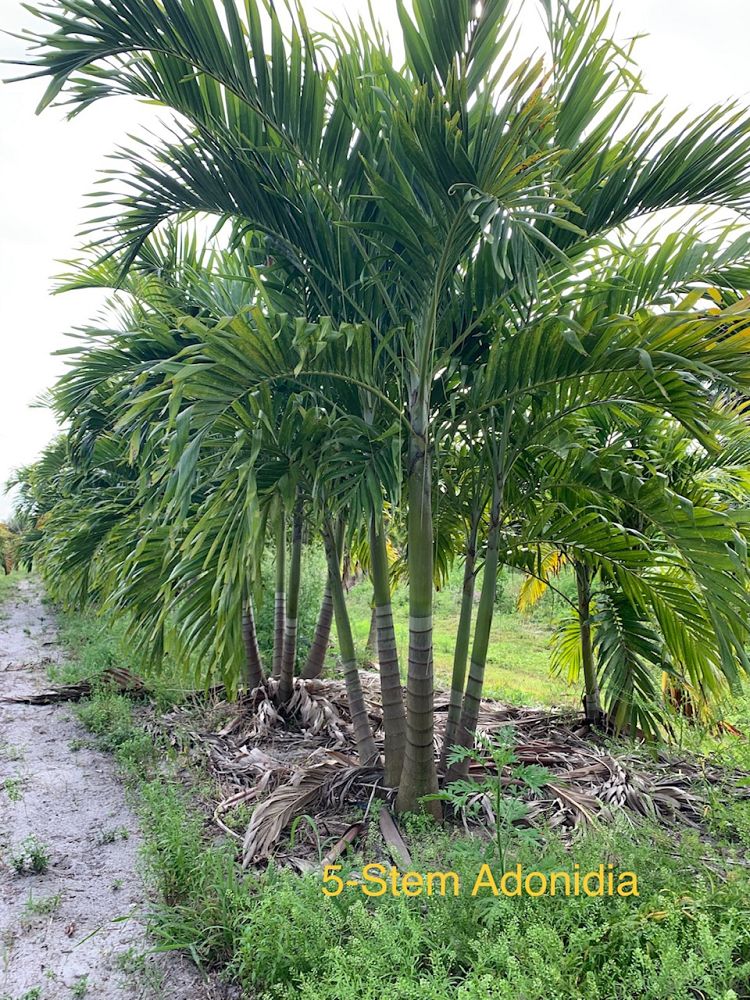 veitchia-merrillii-christmas-palm-adonidia-merrillii