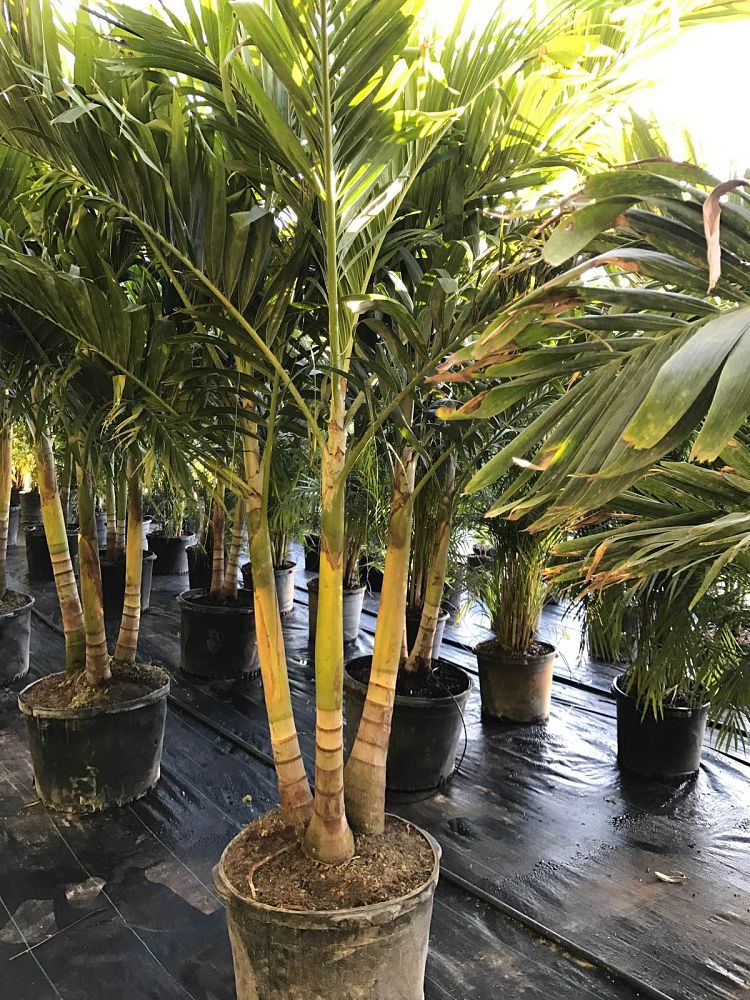 veitchia-merrillii-christmas-palm-adonidia-merrillii