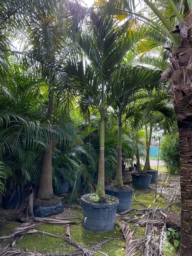 veitchia-merrillii-christmas-palm-adonidia-merrillii