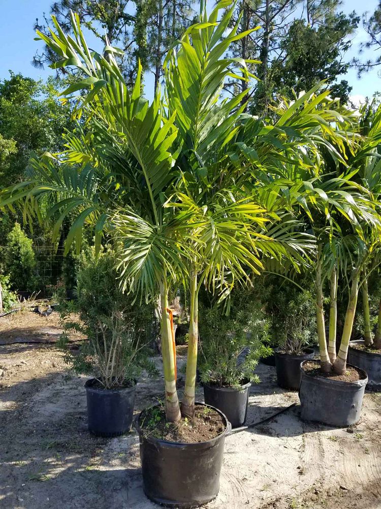 veitchia-merrillii-christmas-palm-adonidia-merrillii
