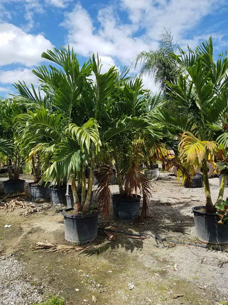 veitchia-merrillii-christmas-palm-adonidia-merrillii