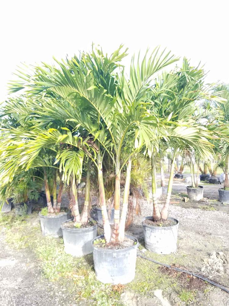 veitchia-merrillii-christmas-palm-adonidia-merrillii
