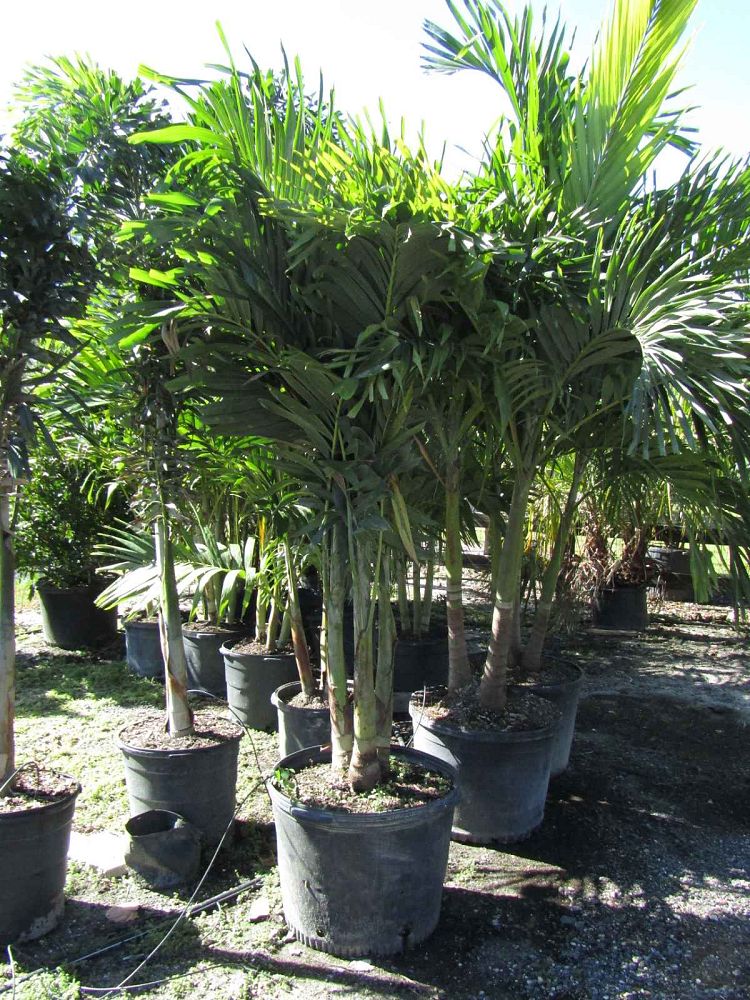veitchia-merrillii-christmas-palm-adonidia-merrillii