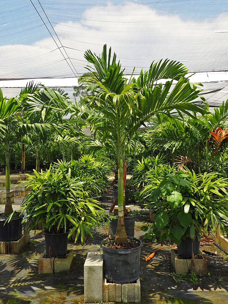 veitchia-merrillii-christmas-palm-adonidia-merrillii