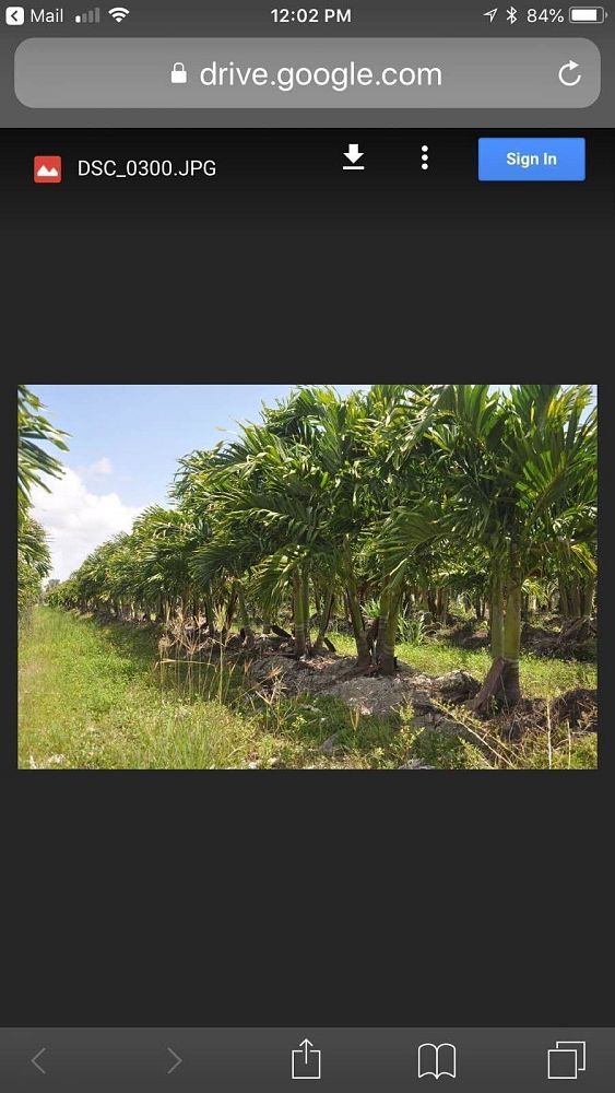 veitchia-merrillii-christmas-palm-adonidia-merrillii