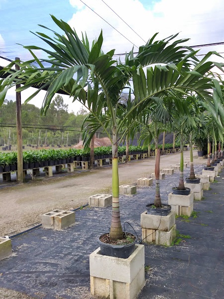 veitchia-merrillii-christmas-palm-adonidia-merrillii