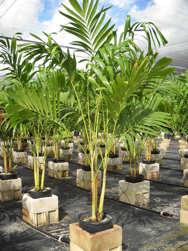 veitchia-merrillii-christmas-palm-adonidia-merrillii