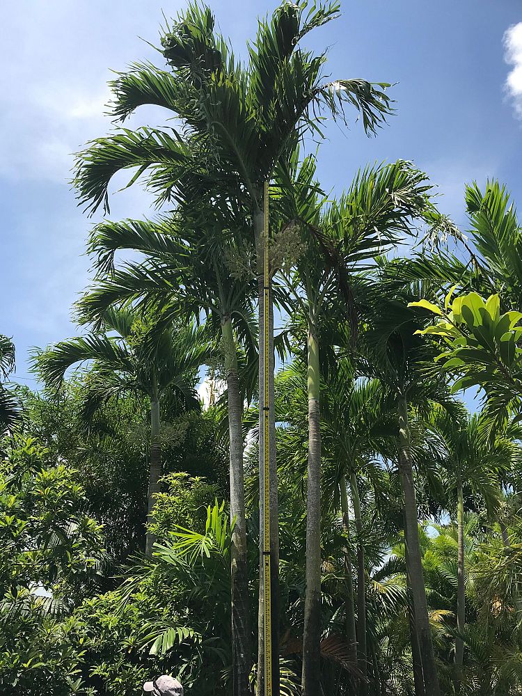 veitchia-merrillii-christmas-palm-adonidia-merrillii