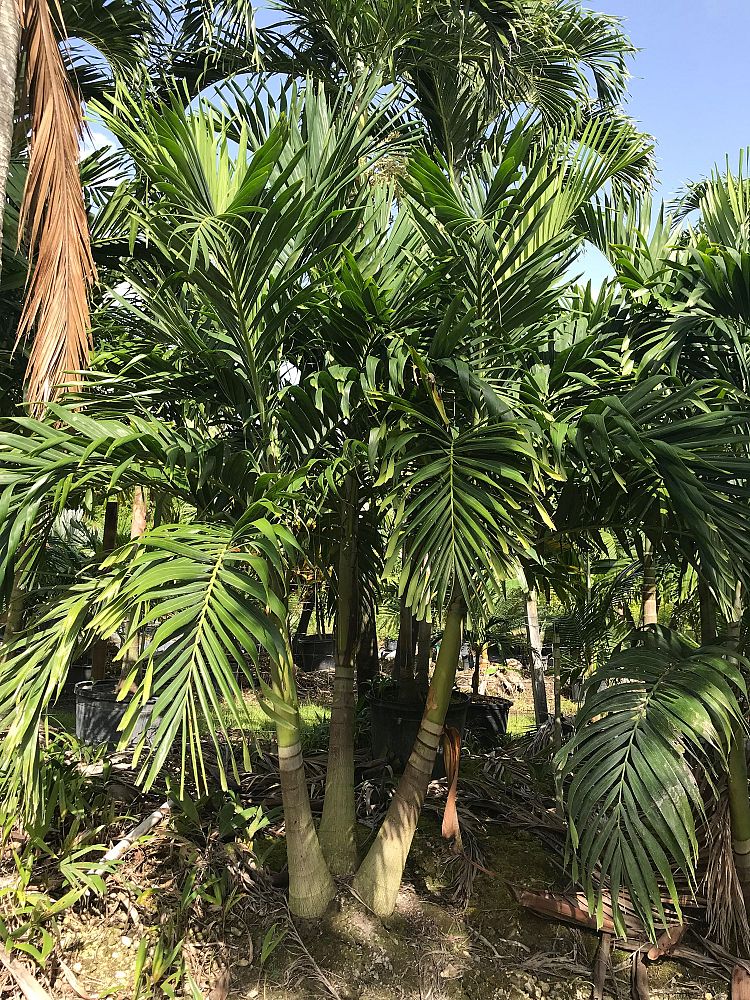 veitchia-merrillii-christmas-palm-adonidia-merrillii