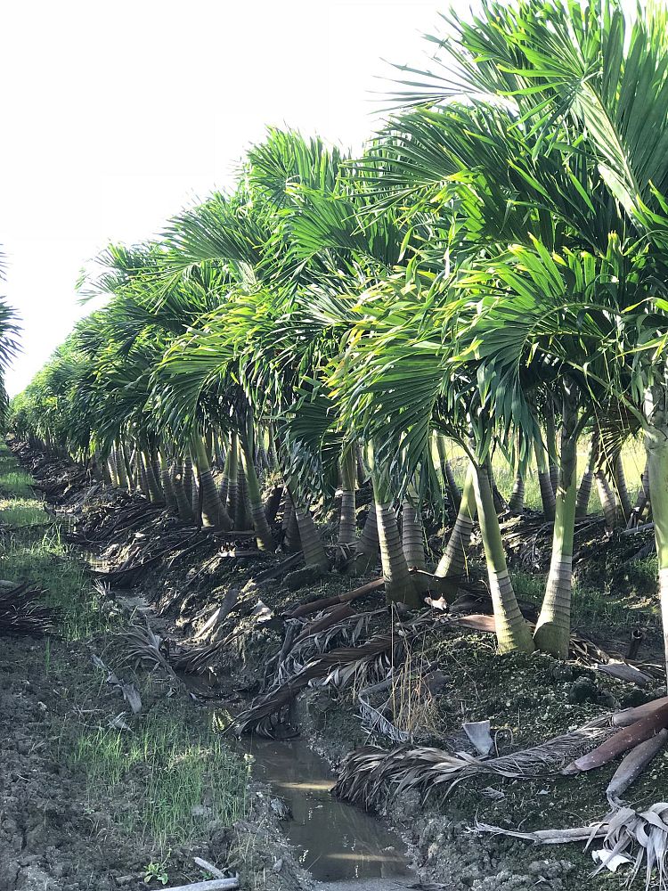 veitchia-merrillii-christmas-palm-adonidia-merrillii