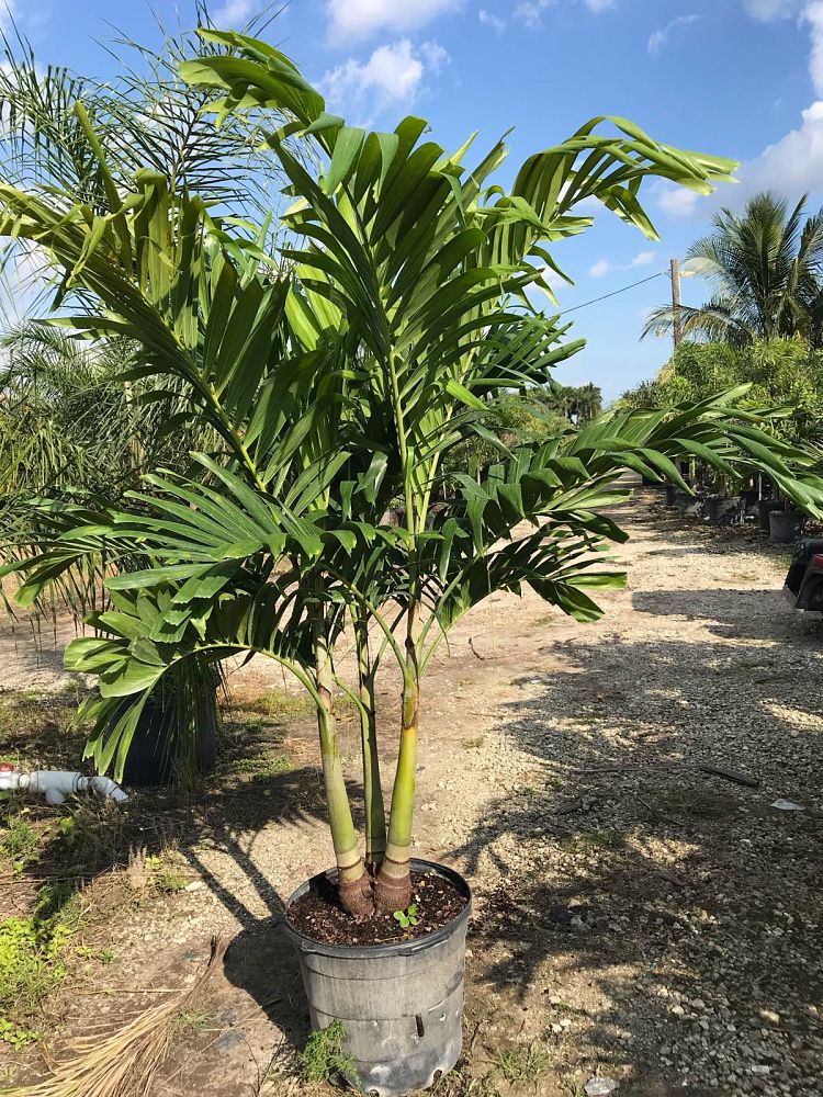 veitchia-merrillii-christmas-palm-adonidia-merrillii
