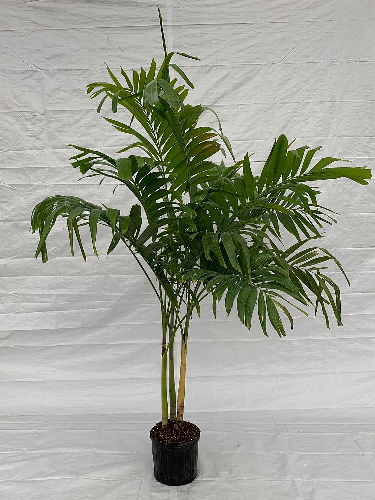 veitchia-merrillii-christmas-palm-adonidia-merrillii