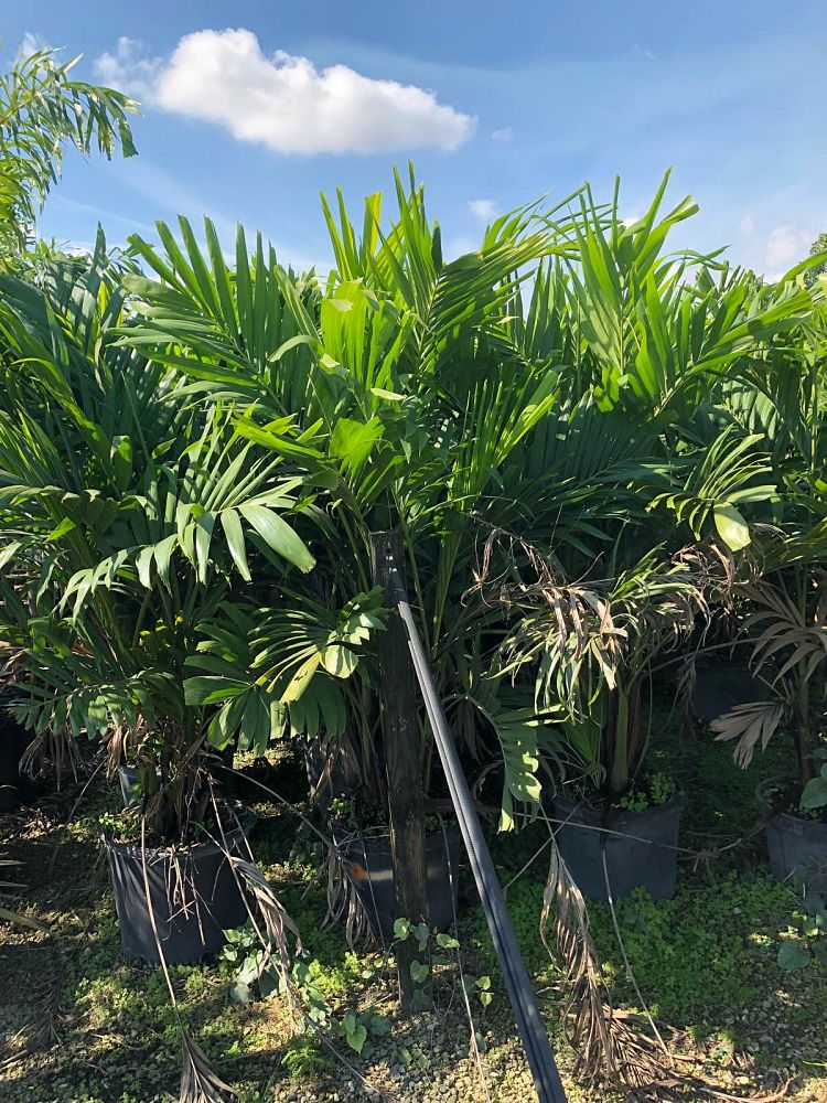 veitchia-merrillii-christmas-palm-adonidia-merrillii