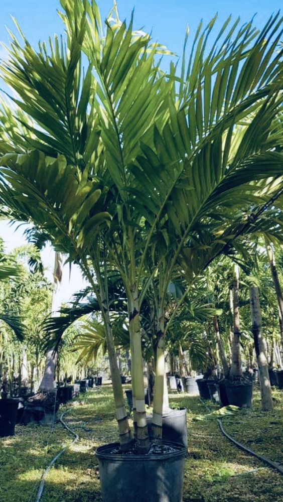 veitchia-merrillii-christmas-palm-adonidia-merrillii